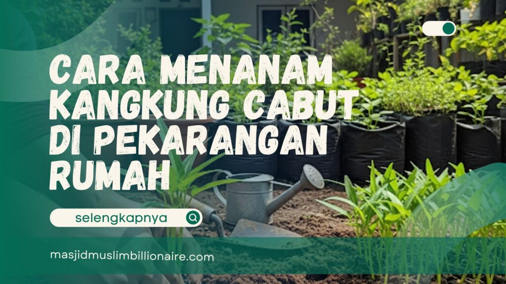 cara menanam kangkung cabut di pekarangan rumah