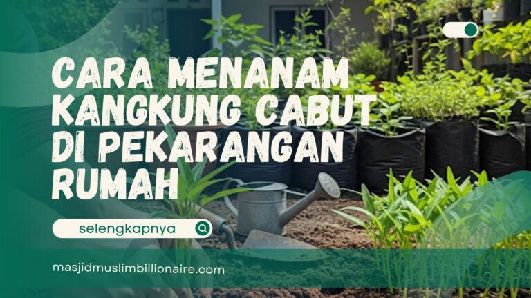 cara menanam kangkung cabut di pekarangan rumah