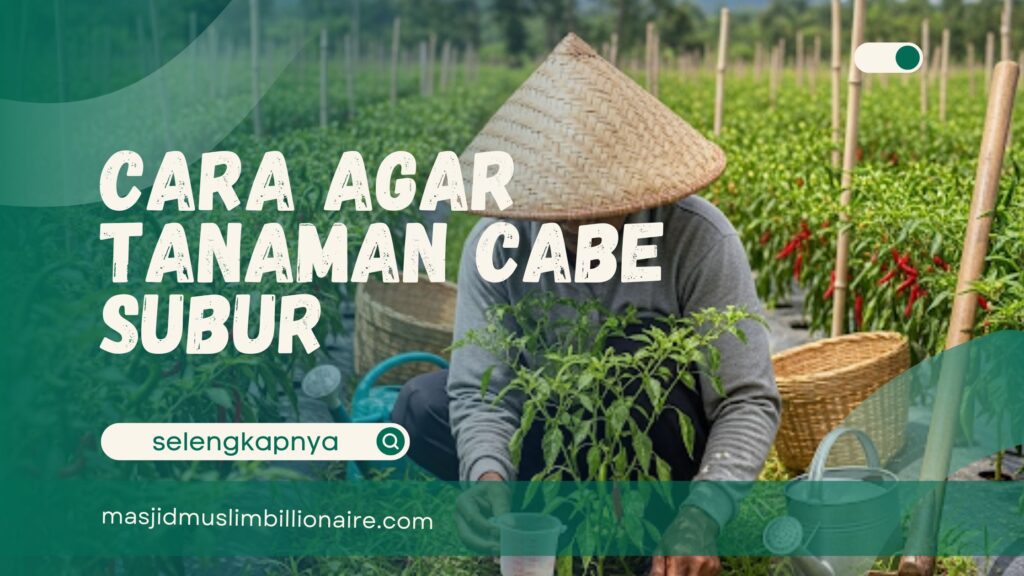 cara agar tanaman cabe subur
