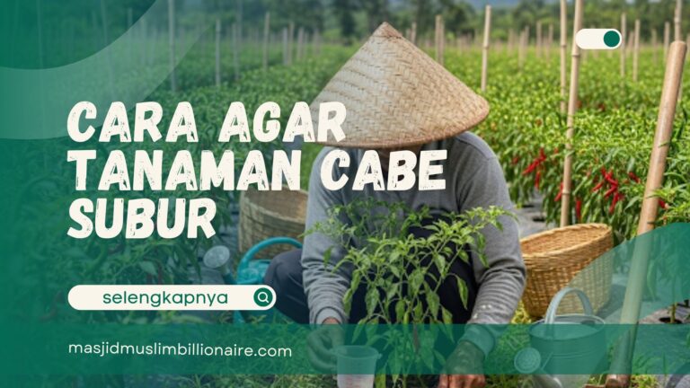 cara agar tanaman cabe subur