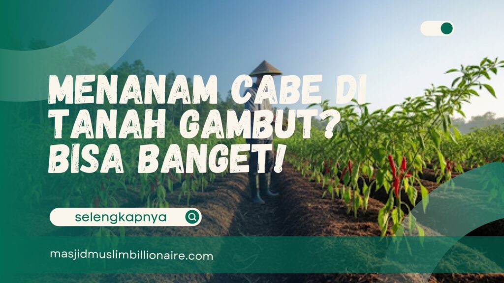 menanam cabe di tanah gambut