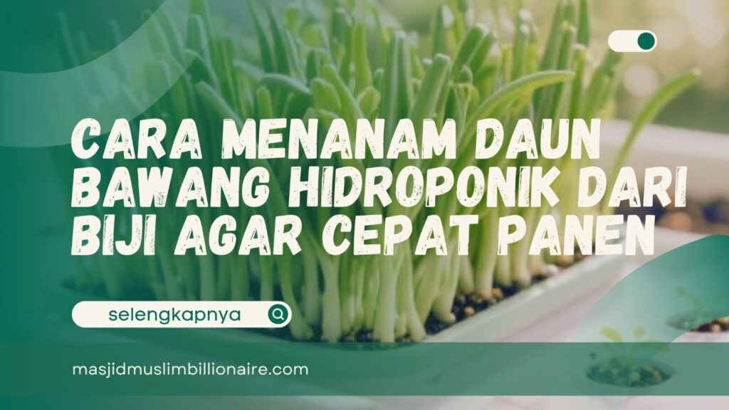 cara menanam bawang daun dari biji hidroponik