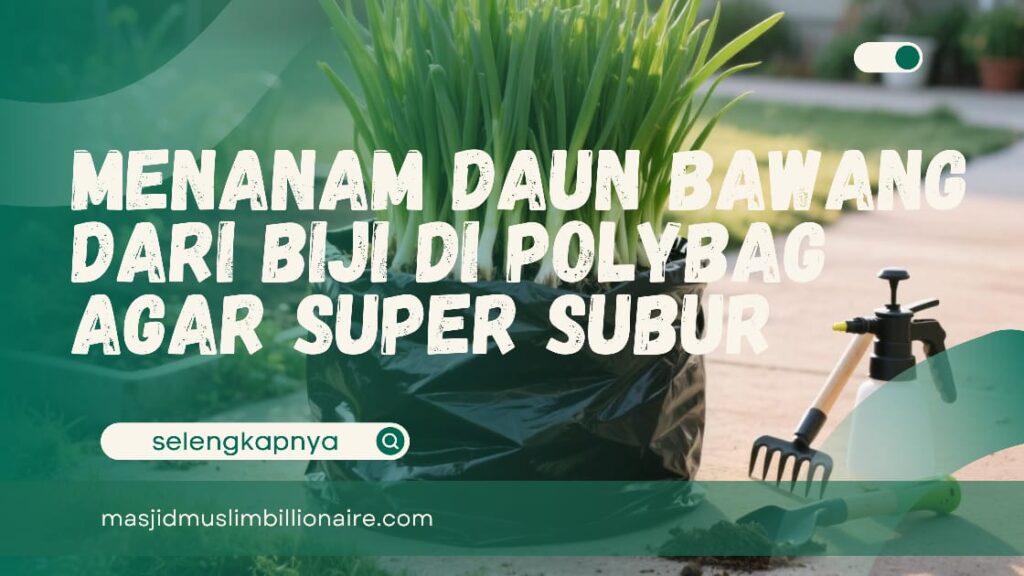 cara menanam daun bawang dari biji di polybag