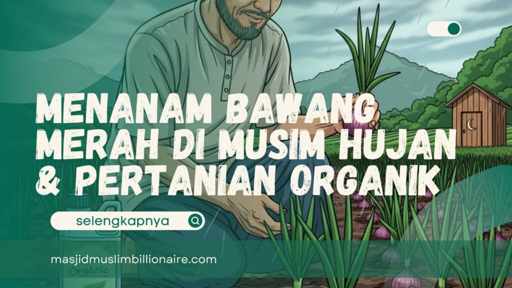 menanam bawang merah di musim hujan