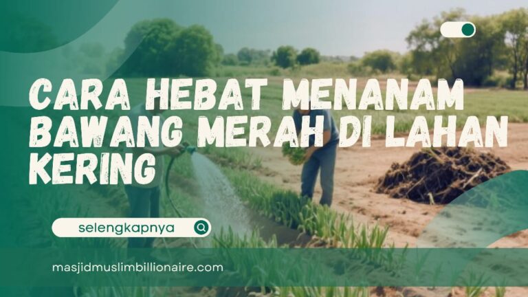 cara menanam bawang merah di lahan kering