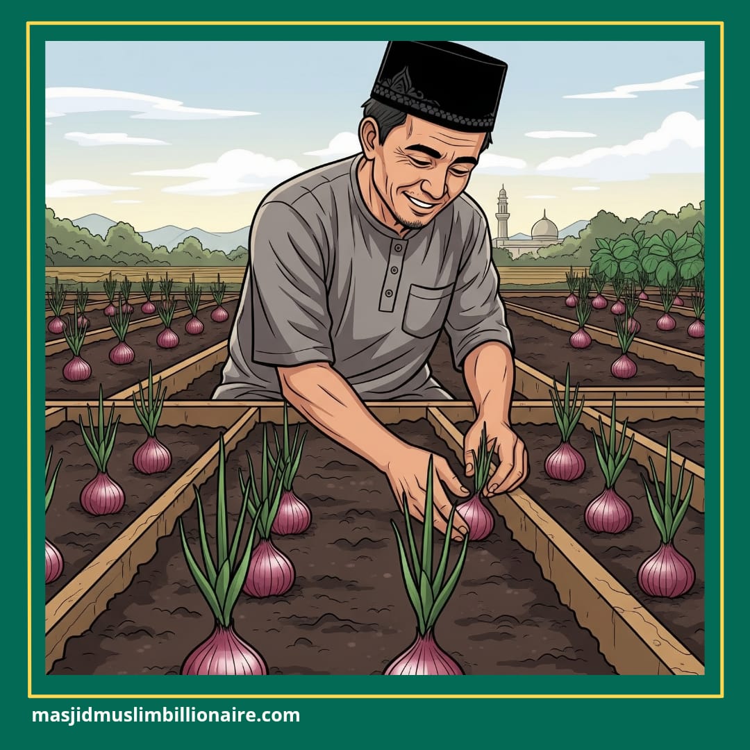 menanam bawang merah di musim hujan 