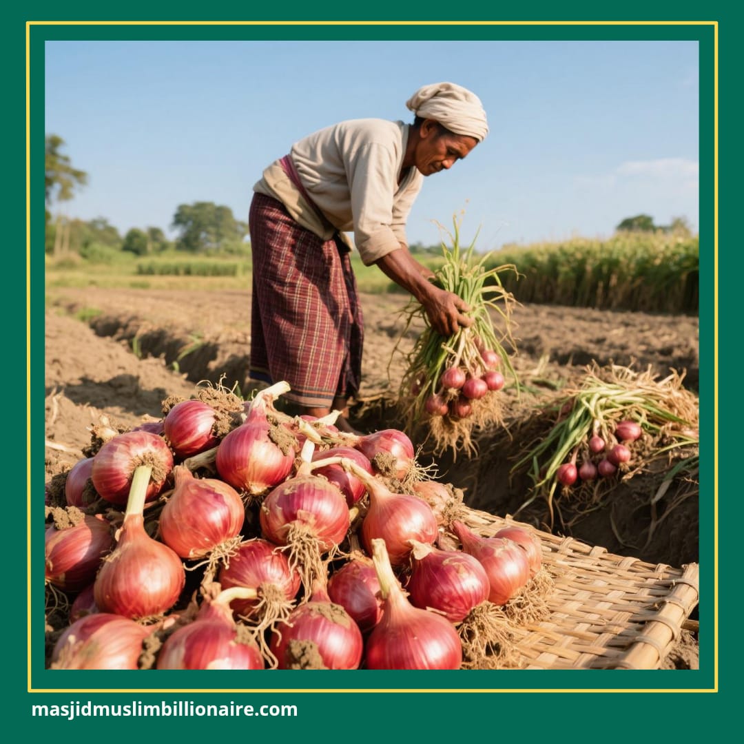 cara menanam bawang merah di lahan kering