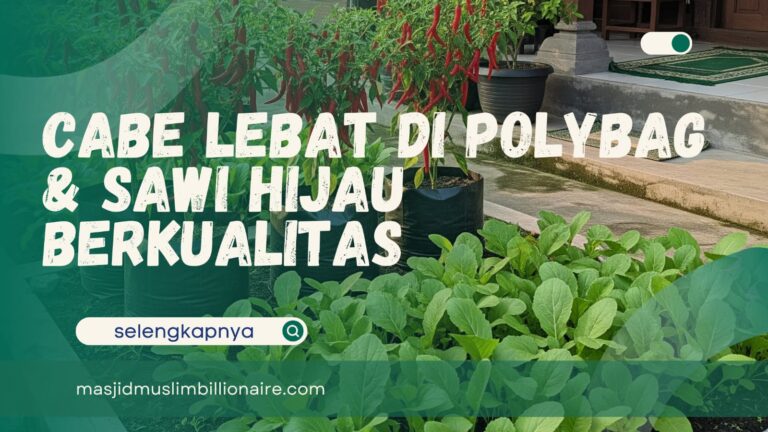 cabe merah berbuah lebat