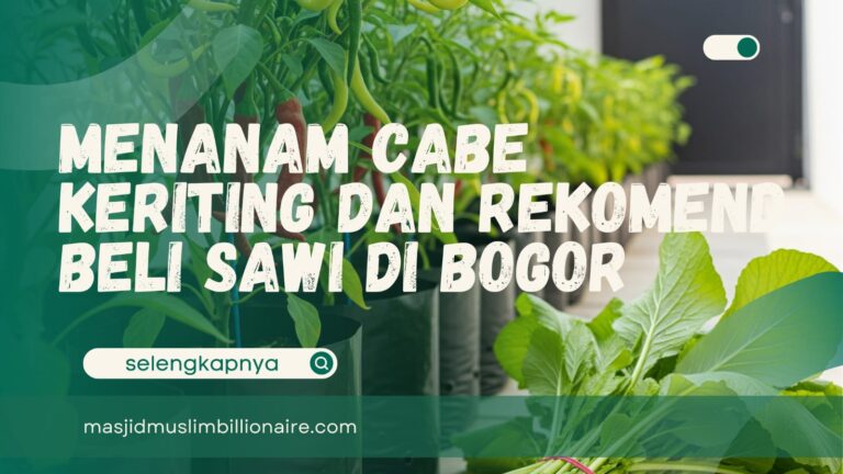 menanam cabe keriting di polybag