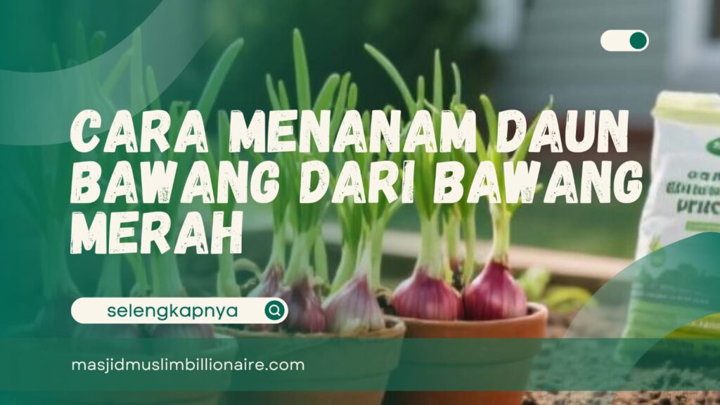 cara menanam daun bawang dari bawang merah