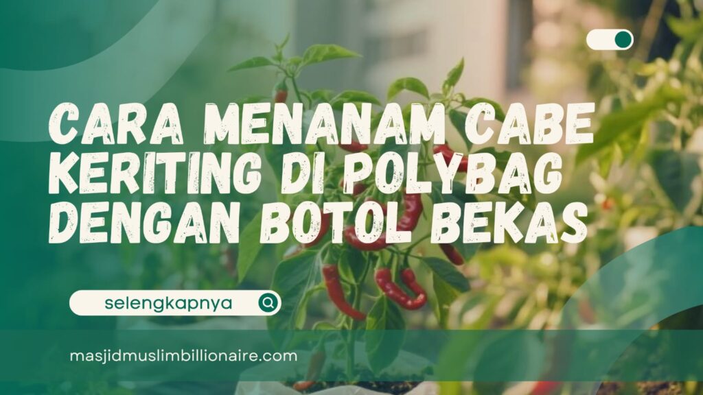 cara menanam cabe keriting di polybag
