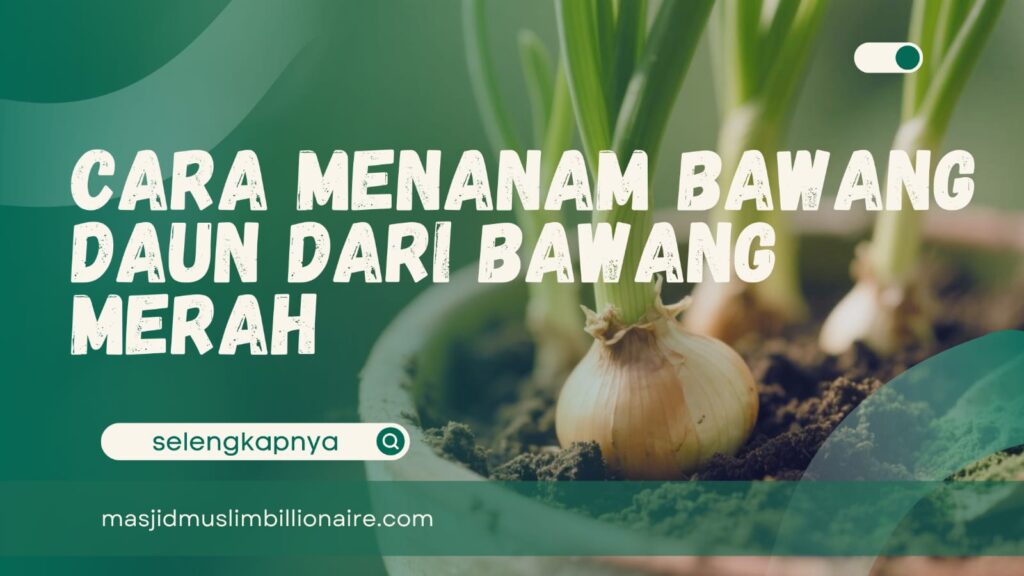 menanam daun bawang dari bawang merah