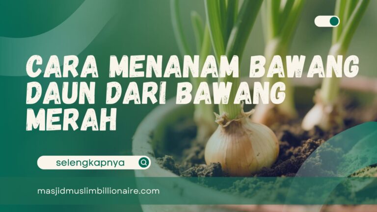 menanam daun bawang dari bawang merah