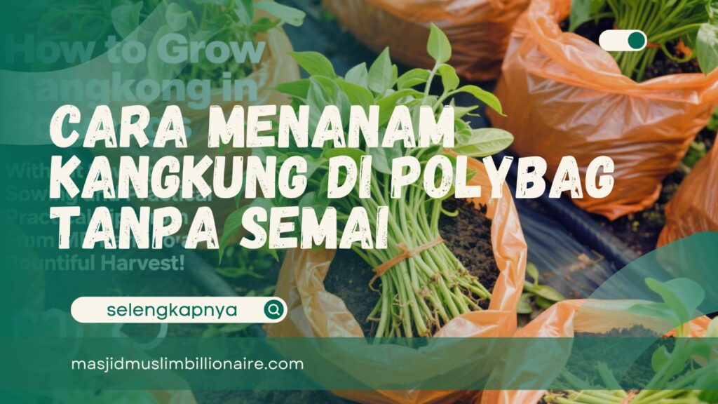 menanam kangkung di polybag