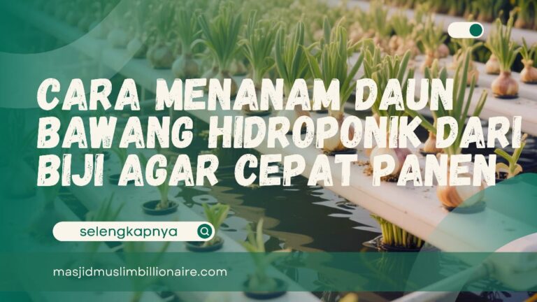 Menanam Daun Bawang Hidroponik