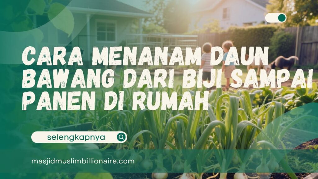 menanam daun bawang dari biji