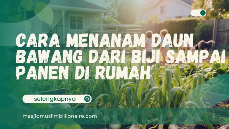 menanam daun bawang dari biji