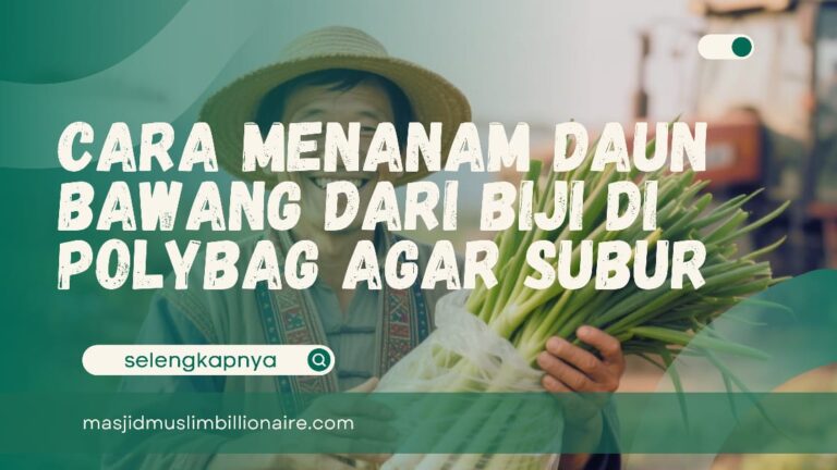 cara menanam daun bawang di polybag