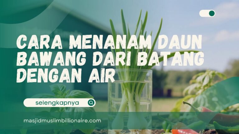 menanam daun bawang dari batang