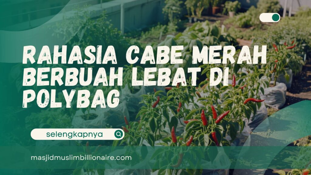 rahasia cabe berbuah lebat