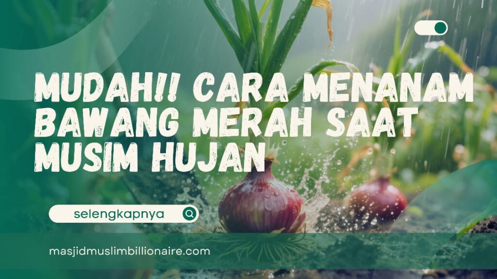 menanam bawang merah saat musim hujan