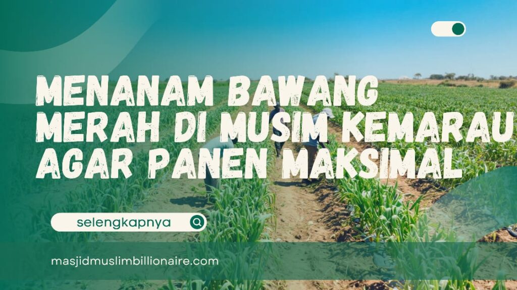Cara Menanam Bawang Merah di Musim Kemarau