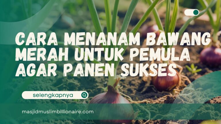 cara menanam bawang merah sampai panen