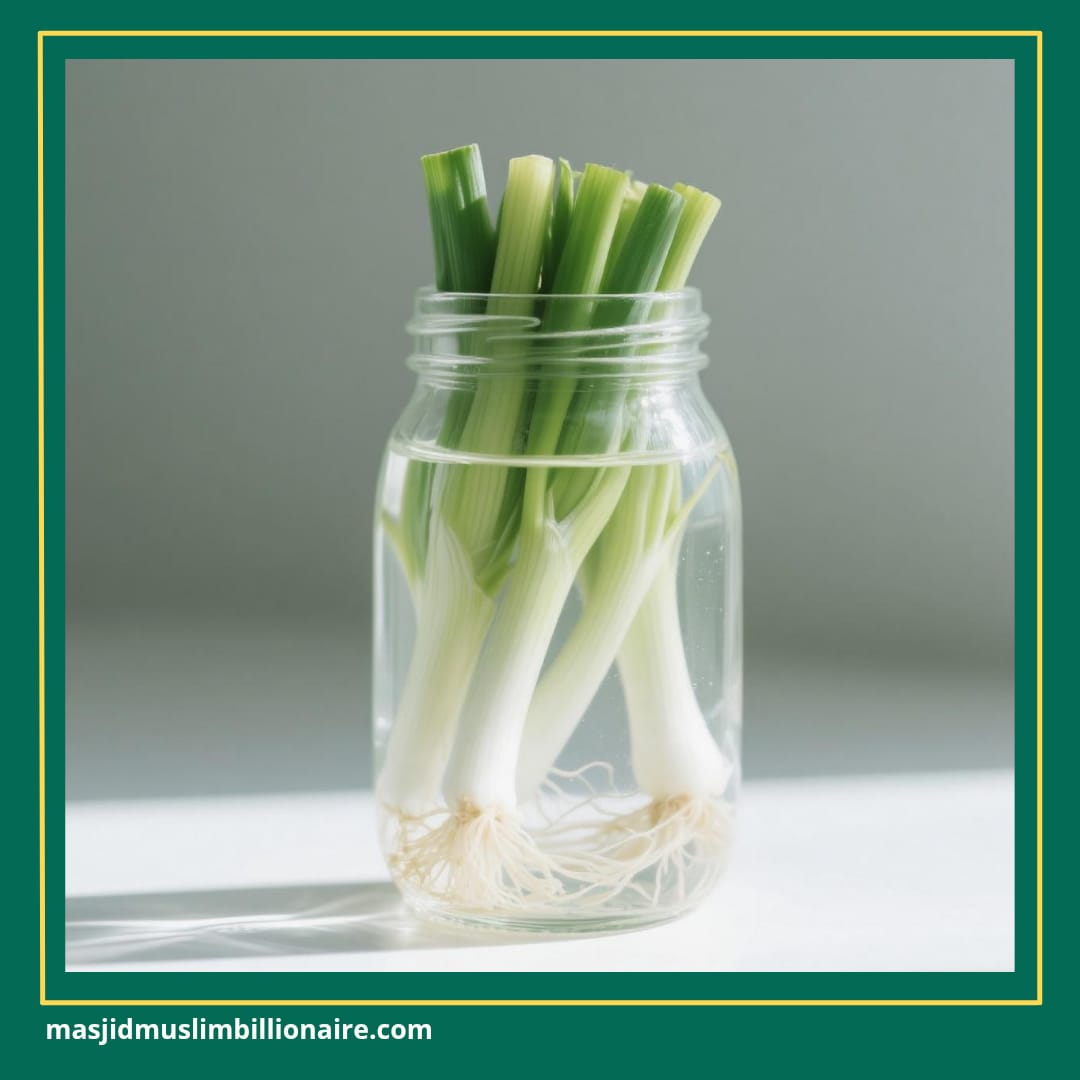 menanam daun bawang dari batang