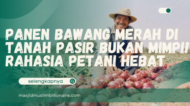 menanam bawang merah ditanah pasir