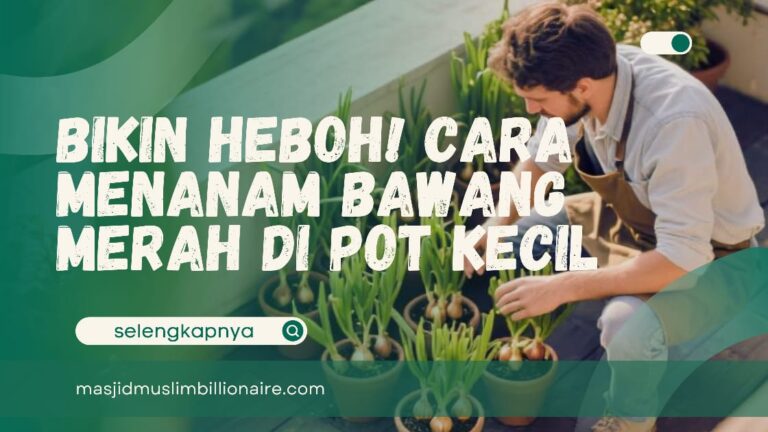 cara menanam bawang merah di pot kecil