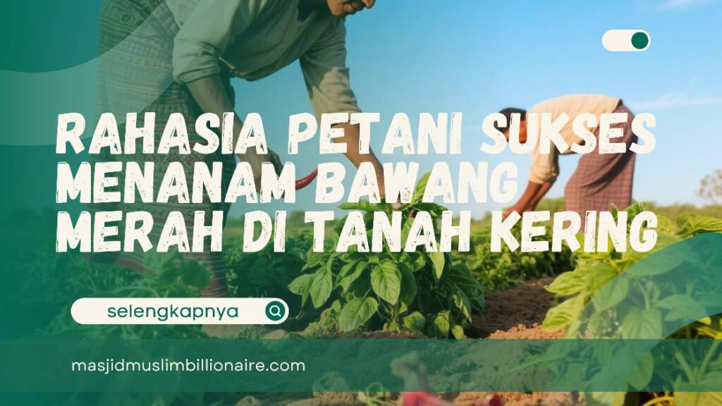cara menanam bawang merah di tanah kering