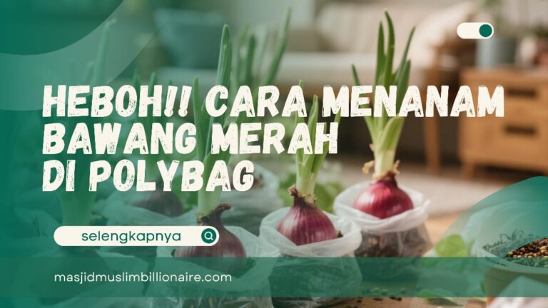 menanam bawang merah di polybag
