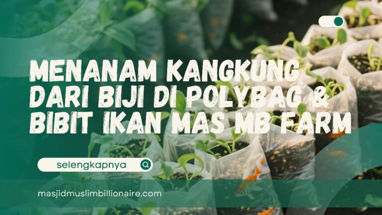 cara menanam kangkung dari biji di polybag