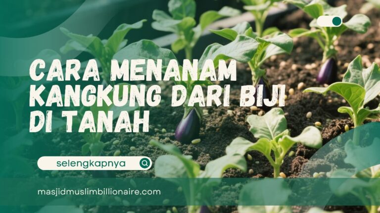 cara menanam kangkung dari biji di tanah
