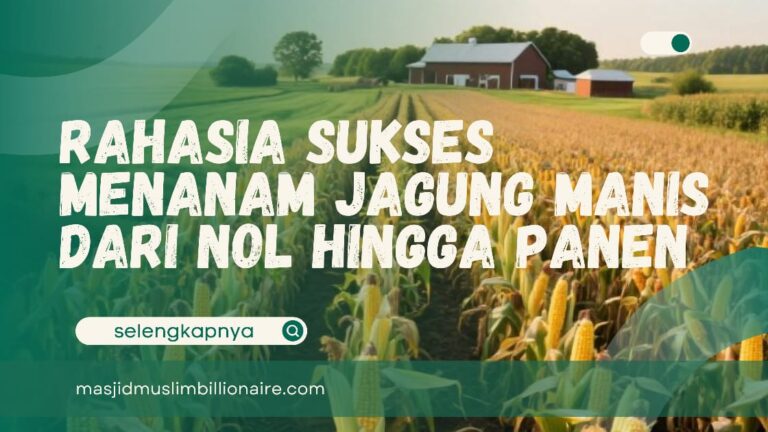 cara menanam jagung manis dari awal sampai panen