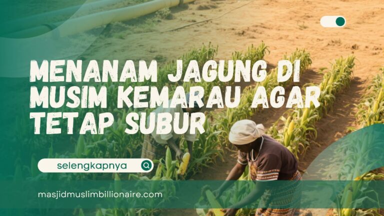 cara menanam jagung di musim kemarau
