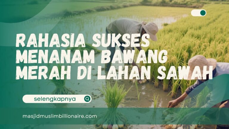 cara menanam bawang merah di lahan sawah