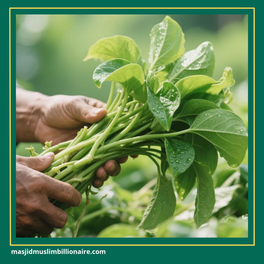 cara menanam kangkung dari biji di polybag 