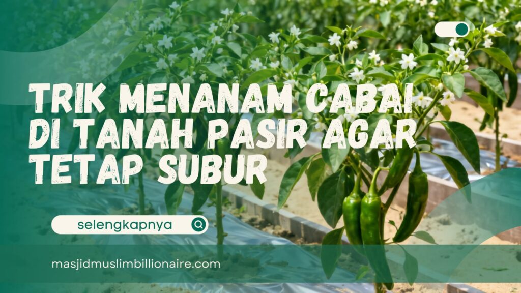 cara menanam cabe di tanah pasir