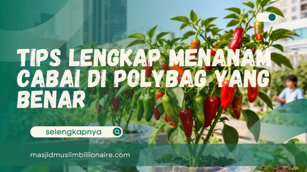 cara menanam cabe di polybag yang benar