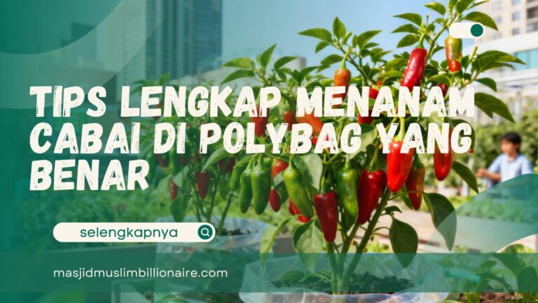 cara menanam cabe di polybag yang benar