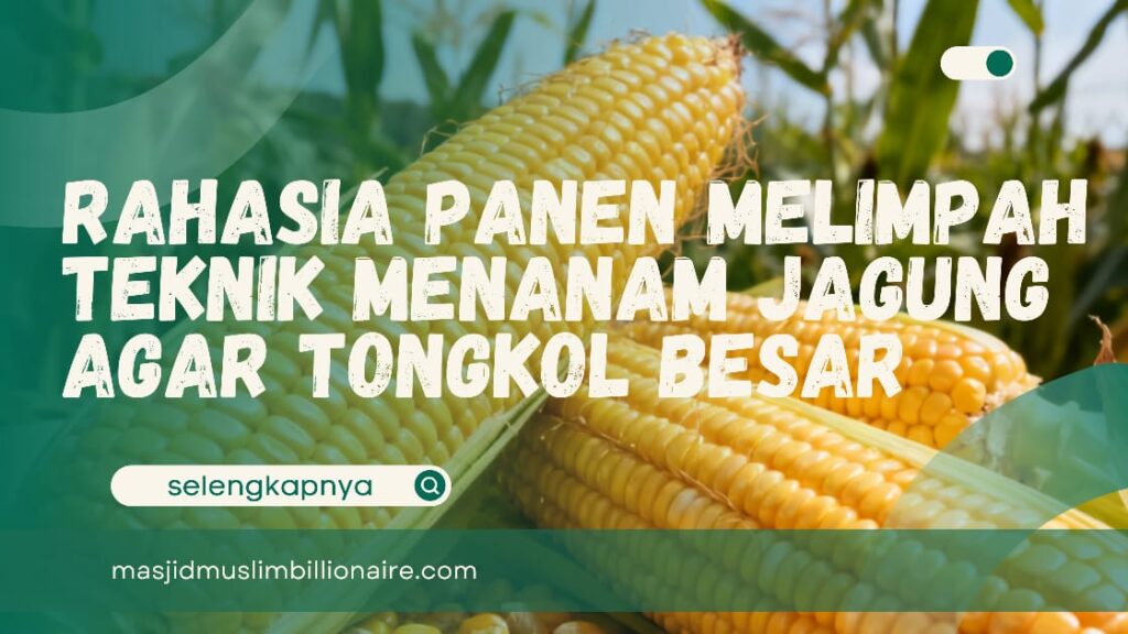 teknik menanam jagung