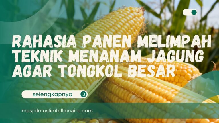 teknik menanam jagung