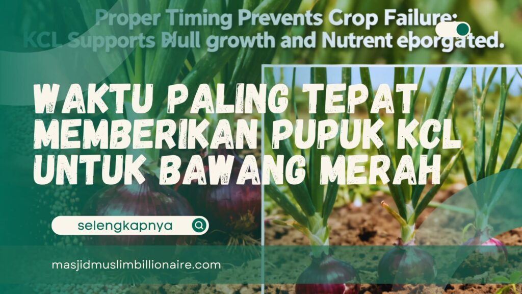 cara memberikan pupuk kcl