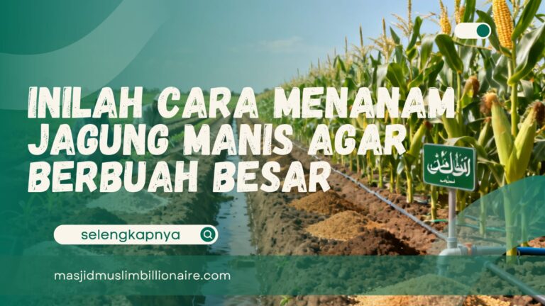 cara menanam jagung manis agar berbuah besar