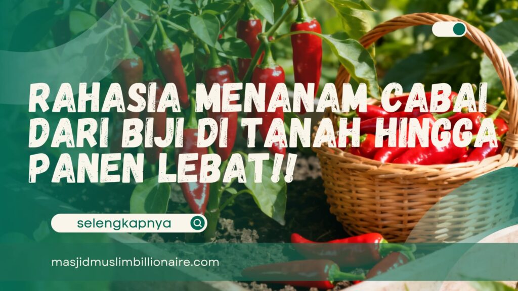 cara menanam cabe dari biji di tanah