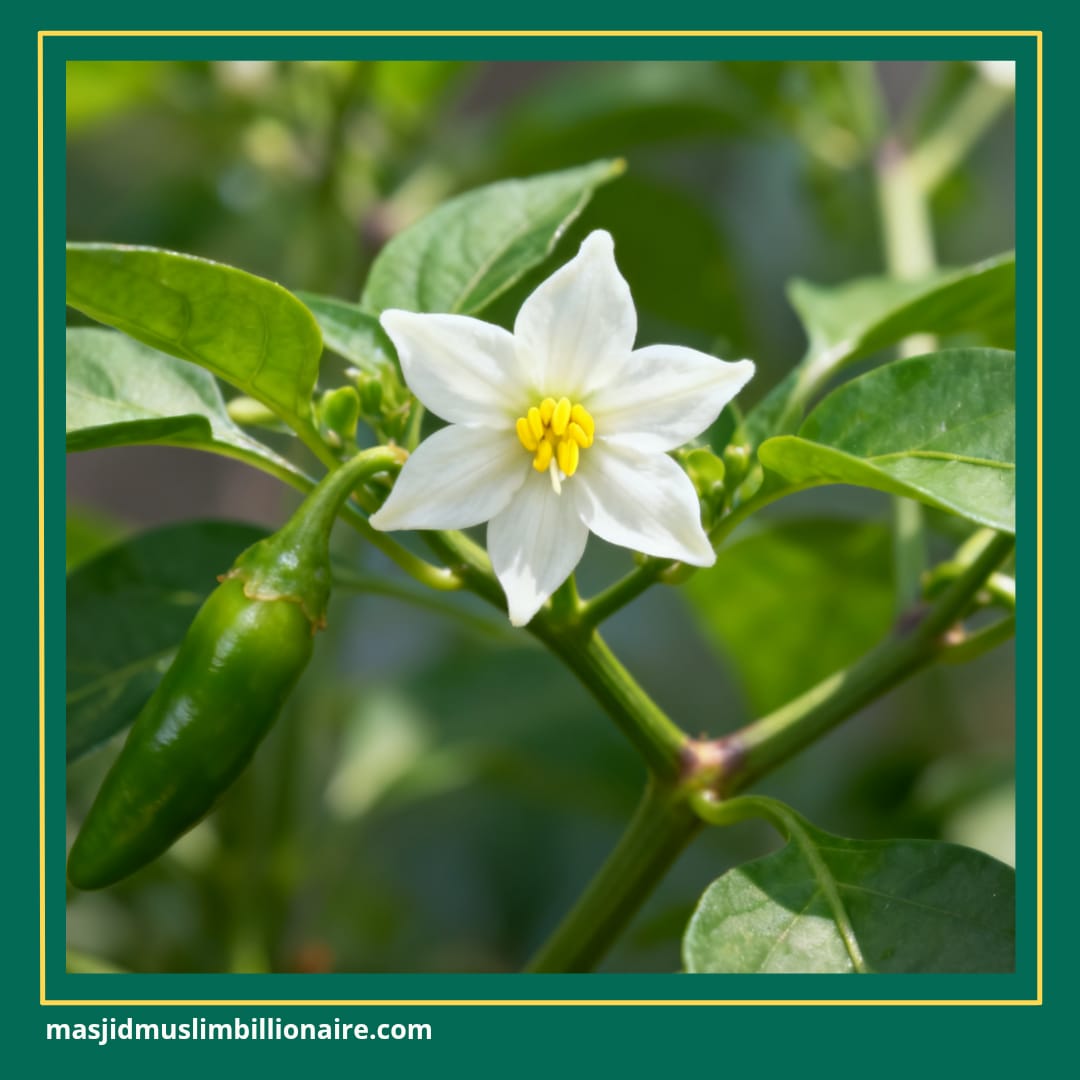 cara menanam cabe dari biji di tanah 