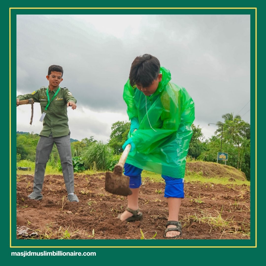 cara menanam jagung manis agar tidak dimakan semut