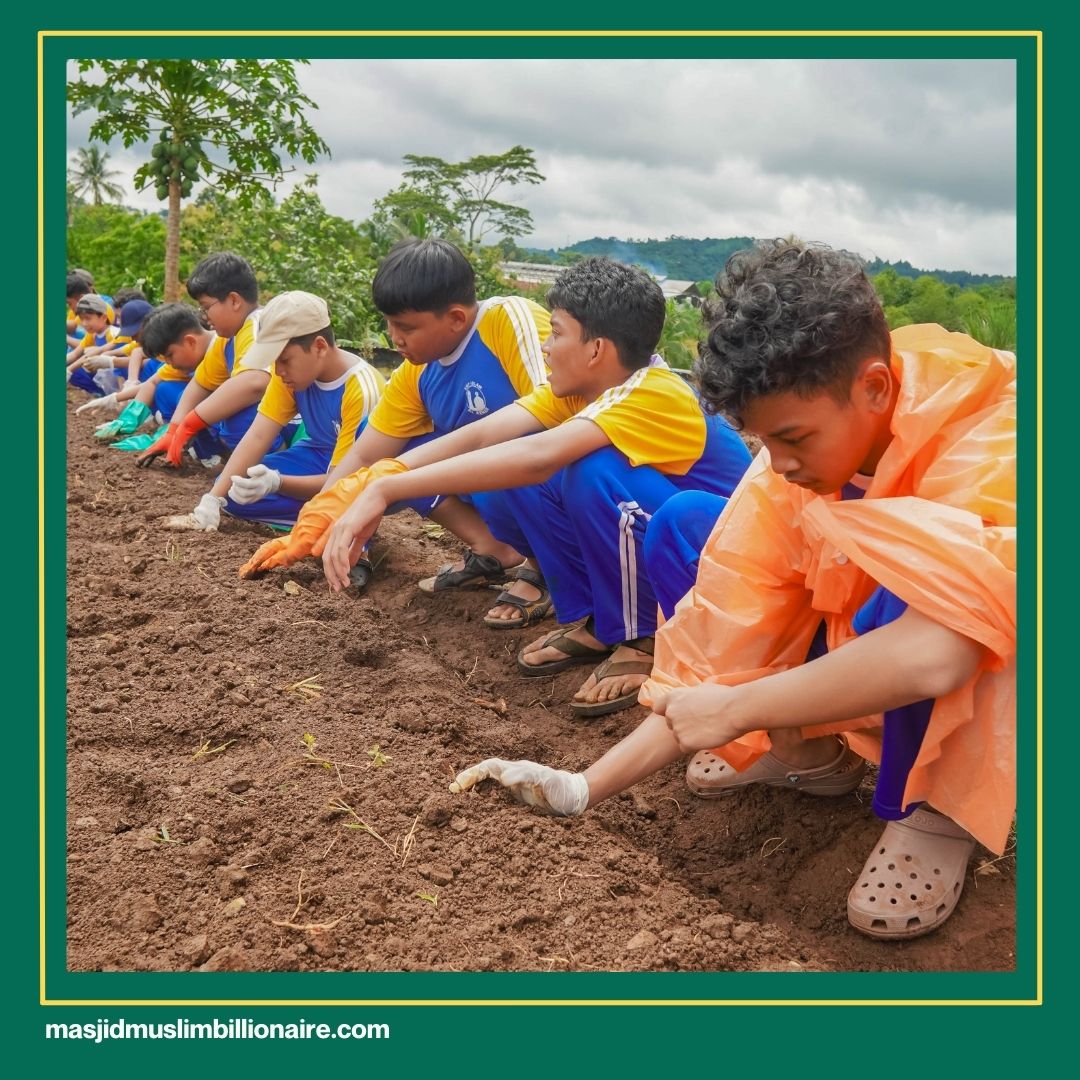 cara menanam jagung di lahan sawah