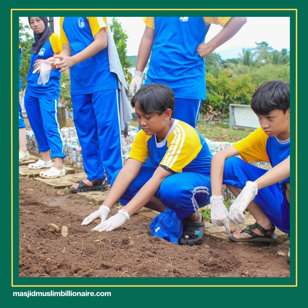 cara menanam jagung di lahan sawah